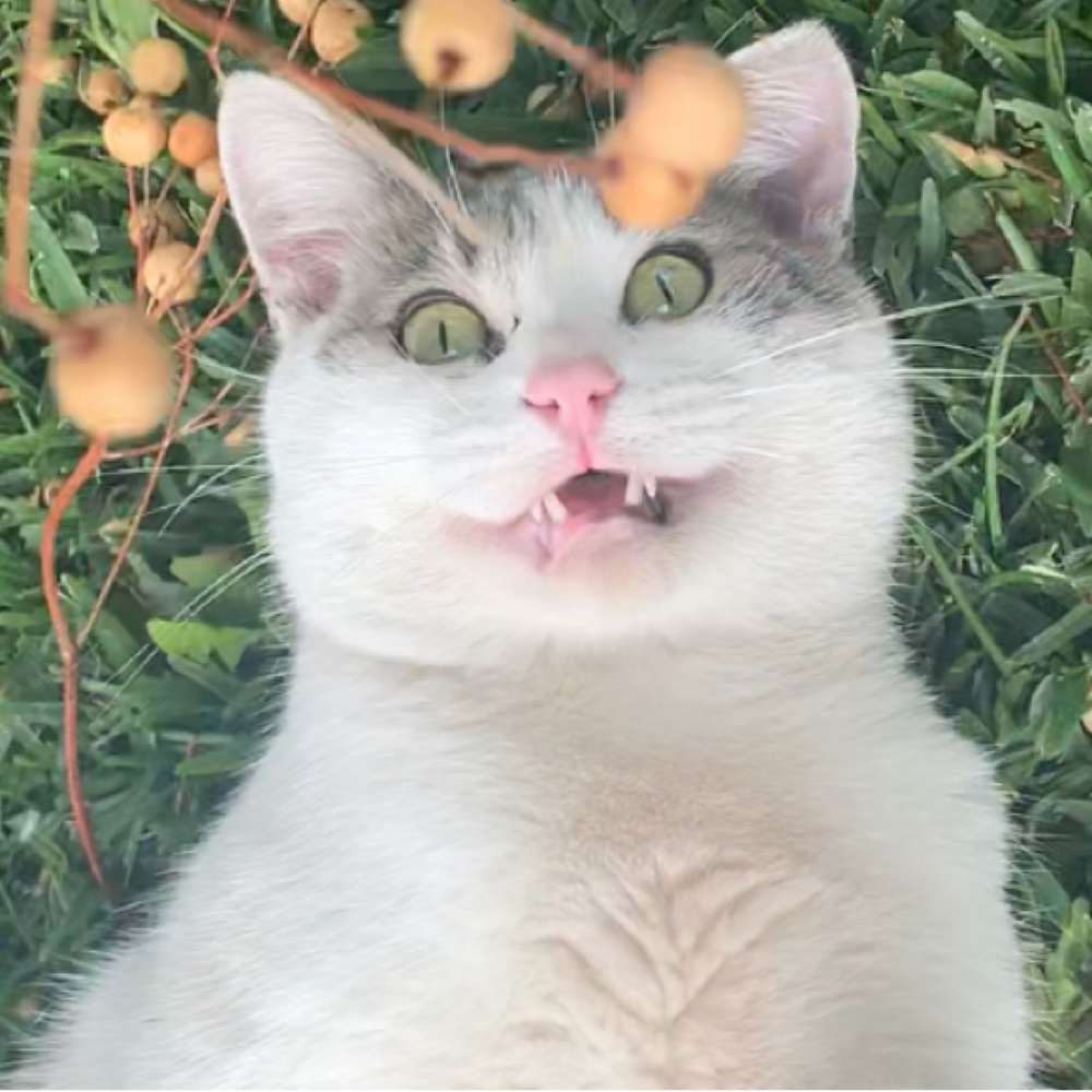 Meet your Posher, Diana